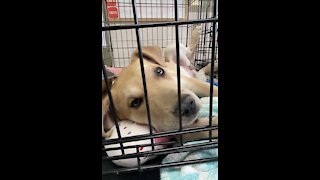 Puppy cuteness at the Animal Shelter