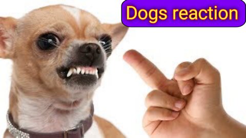 when I show middle finger | Dogs reaction | pets | animal| news