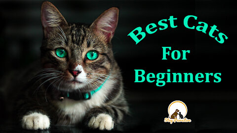 Best Cats For Beginners - Stay Pawsitive