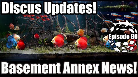 Discus Aquarium Updates, New Fish & Fish Basement Annex News!