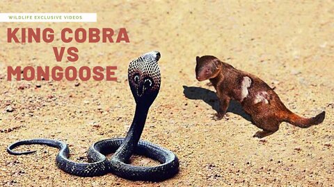 KING COBRA VS MONGOOSE REAL FIGHT