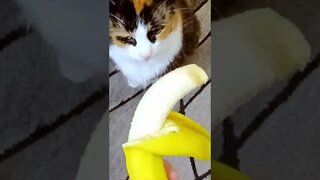 Cats React to Banana