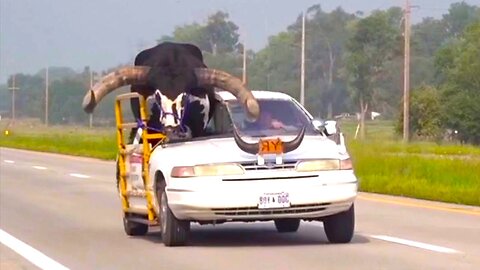 Unbelievable Traffic Stop: Bull Riding Shotgun in Car!