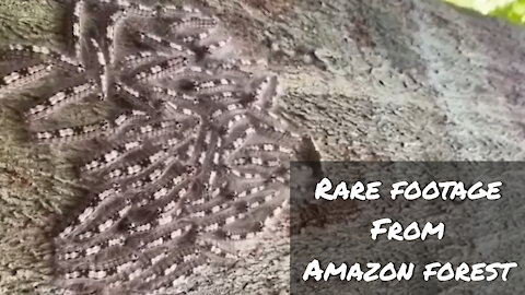 Social Caterpillars - Rare Footage From Amazon Rain Forest