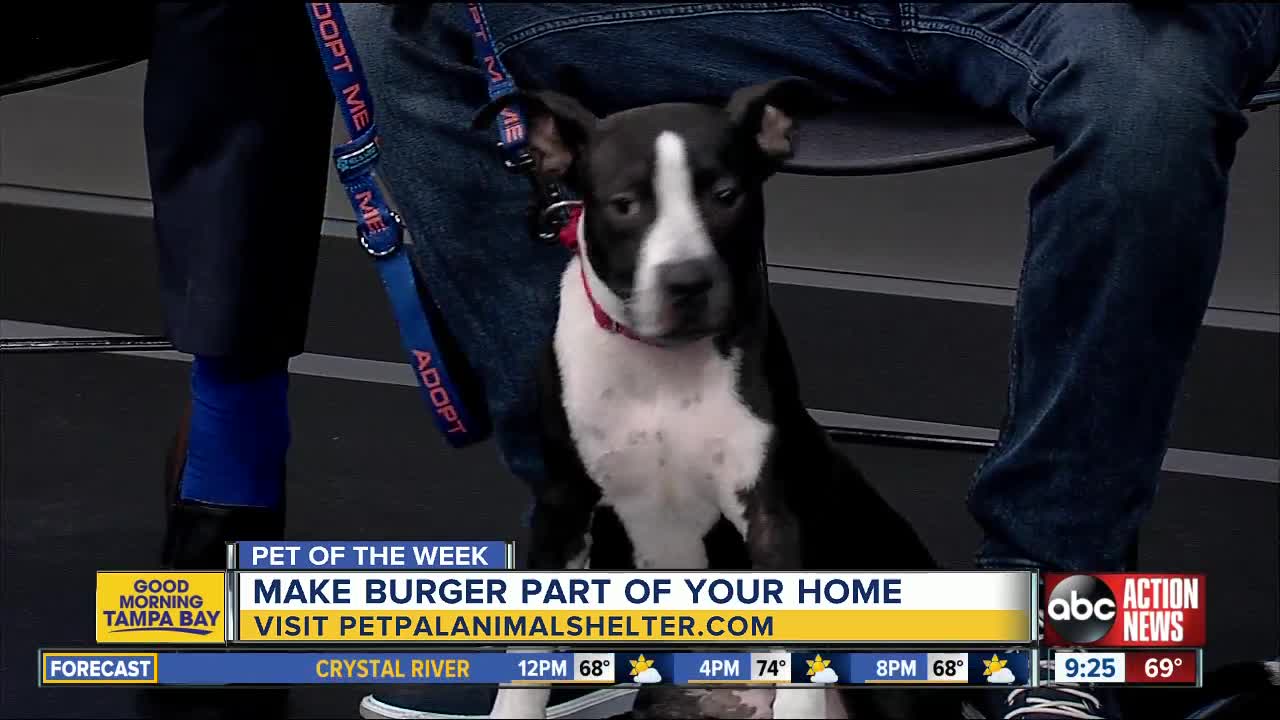 Pet of the week: Burger is full of energy and enjoys playing with other dogs