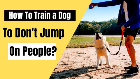 How to train a dog not to jump on people? | Dog Practice Greetings | Dog training 2022