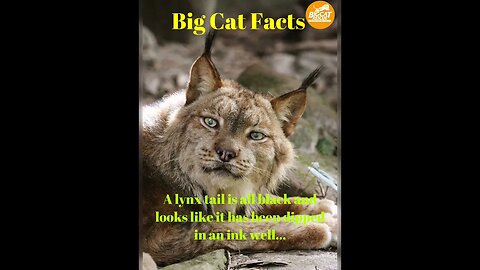 Big Cat Facts #4 Lynx vs Bobcat #bigcatrescue #catvideos #catreels #cats #reels