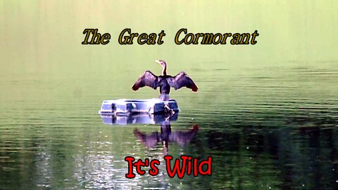 The Great Cormorant Bird
