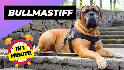 Bullmastiff - In 1 Minute! 🐶 One Of The Laziest Dog Breeds In The World | 1 Minute Animals