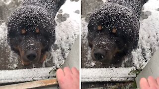 Huge Tibetan Mastiff incredibly does not like the snow
