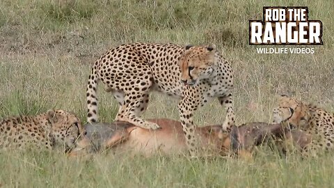 Cheetah Coalition Subdue And Eat A Topi | Lalashe Maasai Mara Safari