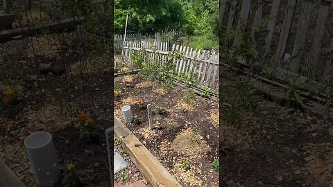 From seed to garden (beginner)