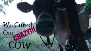 We cured our Crazy COW!!! // Welcome Steadfast Our Tennessee Walker