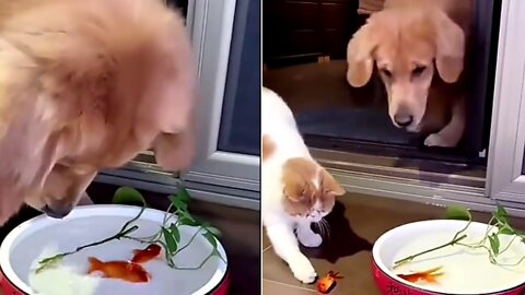 Dog saves the Live Of LITTLE FISH 🐠