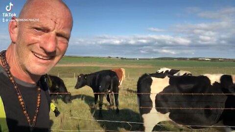 Just chatting to the cows