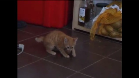 A Kitten Has Her Mind BLOWN By An Ordinary Everyday Food.