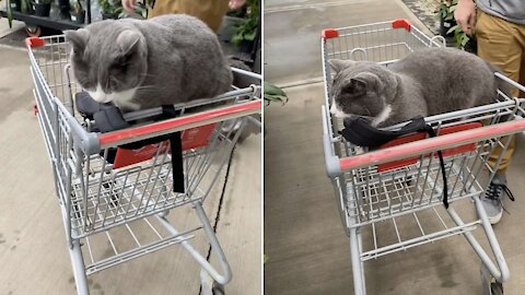 This Store Cat Decides Jumps Into Woman's Cart to Shop More