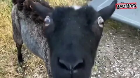 This Sheep Yells Way Too Much!! But We Love Her Anyway... | Bad Boys And Girls | Dodo Kids