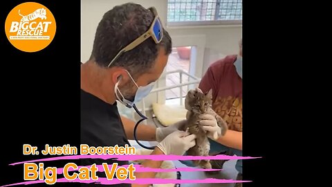 Exciting news @ Big Cat Rescue! Our baby Bobcat Kittens are getting their first vaccines 05 29 2023