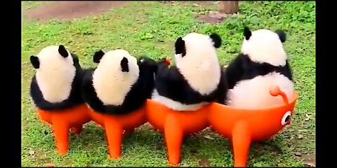 funny and cute Panda video completion