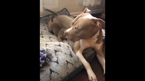 Pitbull Puppy Wants Some Attention