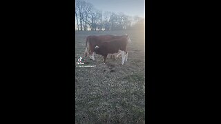 Hungry Shorthorn bull calf.
