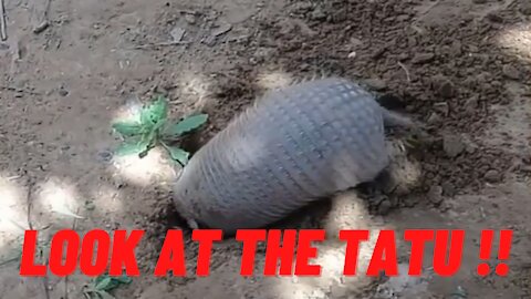 Armadillo in the hole