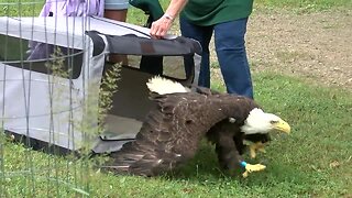 Bald eagle released into Chestnut Ridge Park