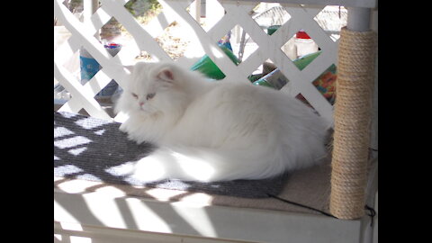 Pearl the Persian Spends Time in the Cat-a-tarium