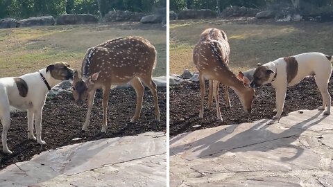 Dog Obsessed With Cleaning Deer's Ears