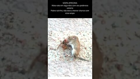 Vespa africana mata rato em segundos com seu poderoso veneno