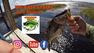 Florida Bass Fishing on Wild Shiners