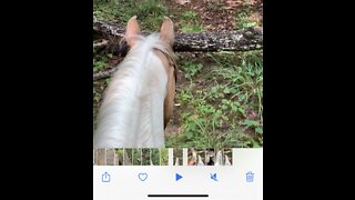 Tree and vines block trail during horseback ride