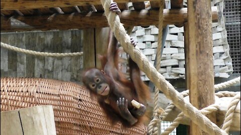 Cute baby orangutan playing with a piece of wood