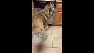Dog discovers steam from dishwasher, can't get enough of it