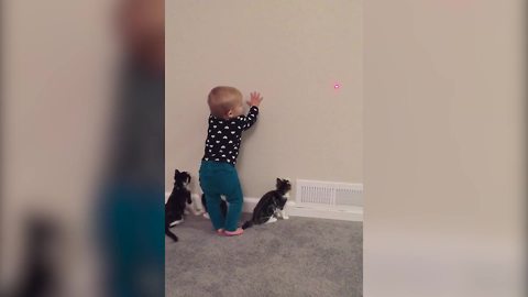 Three Kittens And A Baby Girl Chase A Laser Dot On A Wall