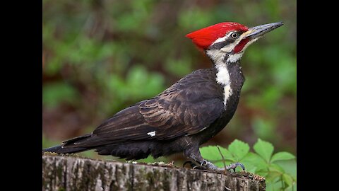 Look at the woodpecker for the truth.