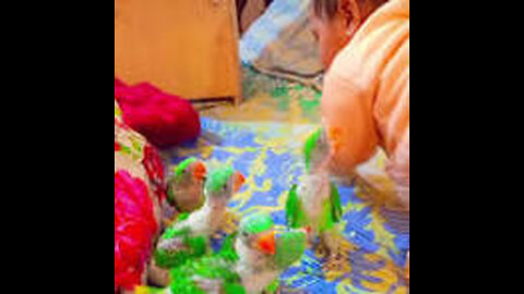Kashmiri raw breeder pair Kashmiri raw chicks baby toys chicks