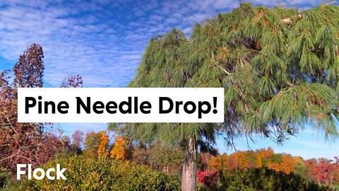 Why Are Our White PINE NEEDLES DROPPING? — Ep. 055