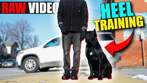 Heel Training With Cane Corso - RAW VIDEO