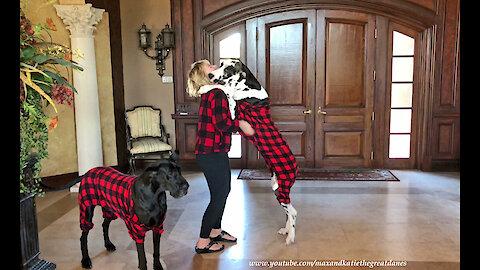 Great Danes Get Dressed In Buffalo Plaid PJs to Stay Warm in Cold Florida