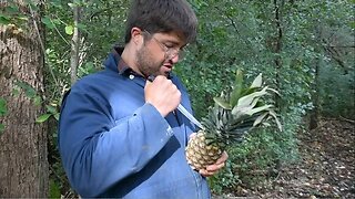 World Record Pineapple Chug?