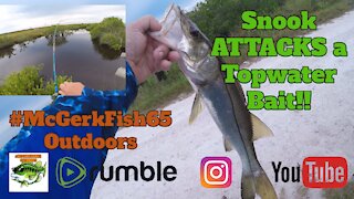 Snook ATTACKS a Topwater Bait!!