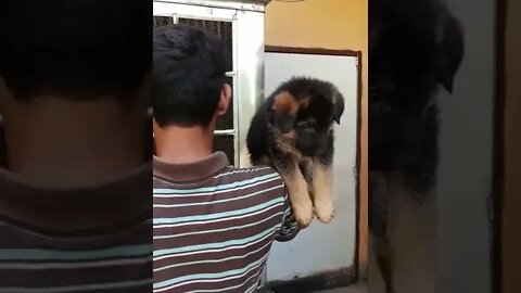 WHY.ARE.YOU.SO.CUTE??? #Puppy #Dogs #Shorts #Puppyvideo #Shortvideo #dog #doglover #cutedog #puppylo