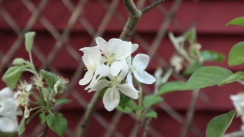 Espalier Apple Tree Update