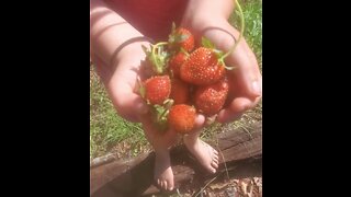 Ep. 20 picking strawberries