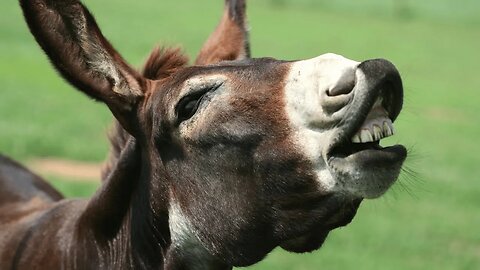 How to Befriend a Donkey in 5 Easy Steps