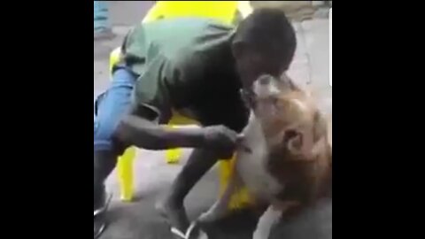 dog bite the men 😲😦