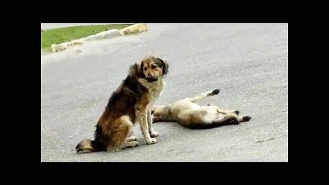 The male dog desperately begged passersby to help his mate, he's afraid of losing her