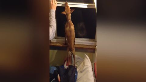 Cute Dog Helps His Lady Owner To Close A Window